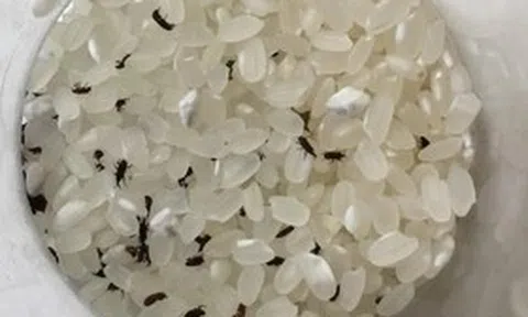 Mọt gạo sẽ "biến mất" nếu bạn đặt thứ này vào thùng gạo