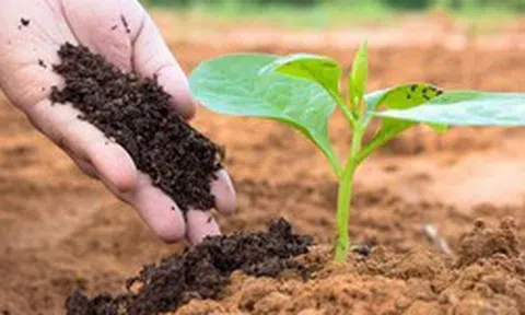 Cổ đông một doanh nghiệp phân bón sắp nhận về 3.500 đồng/cp
