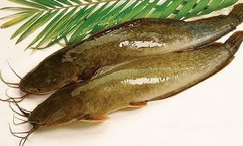Loại cá có vẻ ngoài giản dị là cả một thế giới món ngon, rất giàu omega-3 và protein