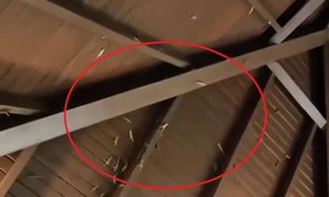 Đi vào nhà vệ sinh, người phụ nữ sốc nặng khi chứng kiến cảnh tượng "nổi da gà"
