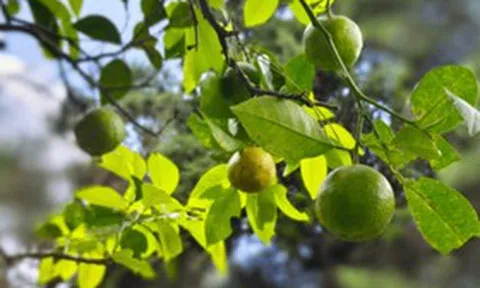Loại quả được ca ngợi "tốt bậc nhất thế giới", ở Việt Nam trồng khắp nơi
