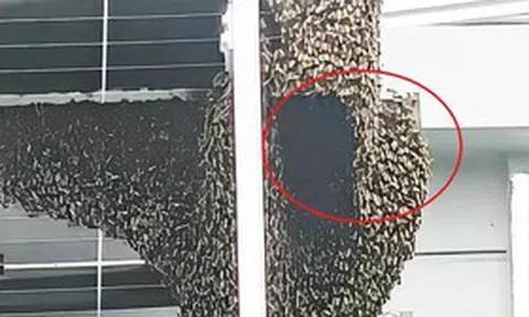 Nhìn ra cửa sổ, người đàn ông sốc nặng khi chứng kiến cảnh tượng "nổi da gà"