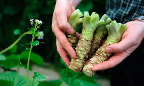 Loại củ đắt đỏ "bậc nhất thế giới", giá hơn 6 triệu đồng/kg, Việt Nam đã trồng thành công
