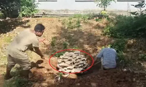 Đi vào rừng, người dân bất ngờ chứng kiến cảnh tượng "nổi da gà"