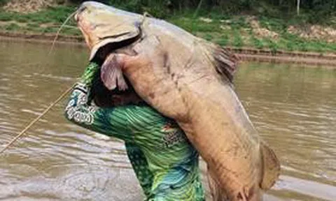 Cần thủ bắt được con cá trê nặng 68kg trên sông