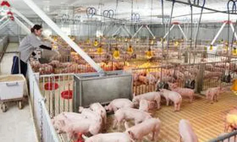 Lợi nhuận quý II/2026 của Dabaco lao dốc