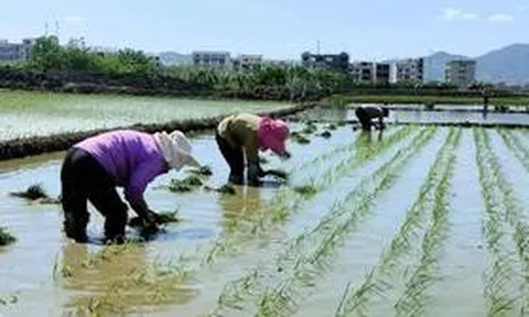 Xem mắt tại ruộng lúa, cô gái nói một câu khiến đàng trai "sốc nặng"