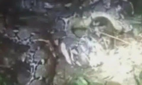 Mổ bụng trăn dài 7,8 mét, người dân sốc nặng khi chứng kiến cảnh tượng "nổi da gà"