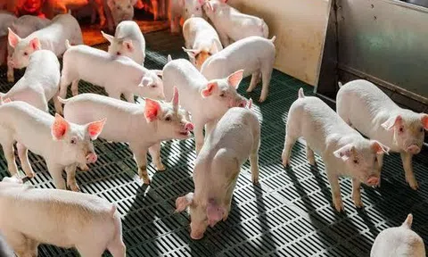 Doanh thu quý II/2026 của Nông nghiệp Hòa Phát giảm gần 32%, lợi nhuận lao dốc
