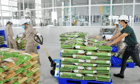 Doanh thu quý II của Vinaseed giảm gần 25%, hàng tồn kho vượt 1.000 tỷ đồng