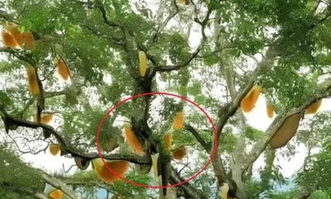 Nhìn lên cây sung cổ thụ, người dân sửng sốt chứng kiến cảnh tượng "nổi da gà"