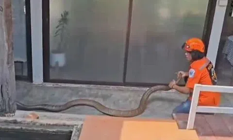 Đang ngồi trong nhà, người dân phát hiện cảnh tượng "nổi da gà" ngoài sân
