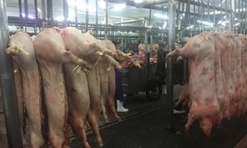 Giá heo hơi hôm nay, 30-6: Chợ đầu mối tiếp tục điều chỉnh giảm