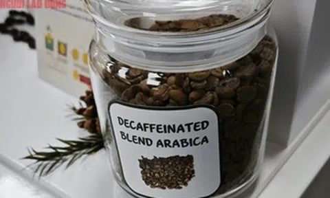 Giá cà phê hôm nay 29-6: Điều ít biết về cà phê không chứa caffeine