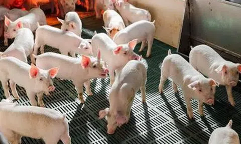 Doanh thu quý II/2026 của Nông nghiệp Hòa Phát giảm gần 32%, lợi nhuận lao dốc
