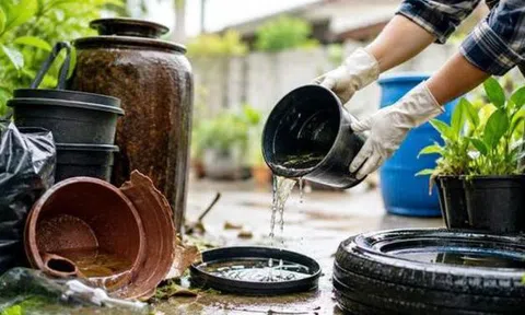 7 mẹo đơn giản giúp cắt đứt nơi sinh sản của muỗi khi mùa mưa đến