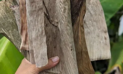 Loại lá rụng đầy vườn ở Việt Nam, "trời Tây" bán gần nửa triệu đồng/chiếc vẫn có người mua