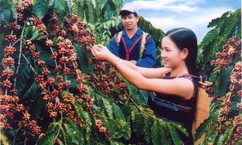 Doanh thu trái chiều, lợi nhuận ngành cà phê quý II/2026 phân hóa
