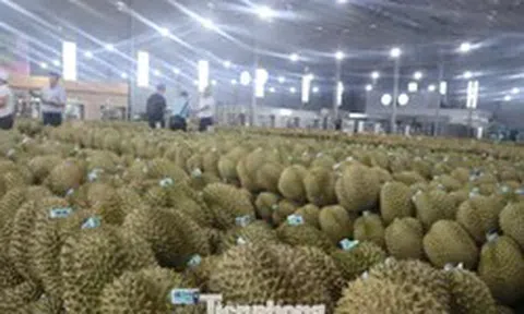 Cảnh báo cơn sốt tỷ đô: Đừng để sầu riêng một mình!