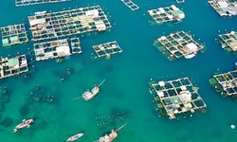 Mỹ, Trung Quốc đua nhau mua một ‘mỏ vàng' của Việt Nam: Vừa thu về hơn 2,8 tỷ USD, nước ta đứng thứ 2 thế giới