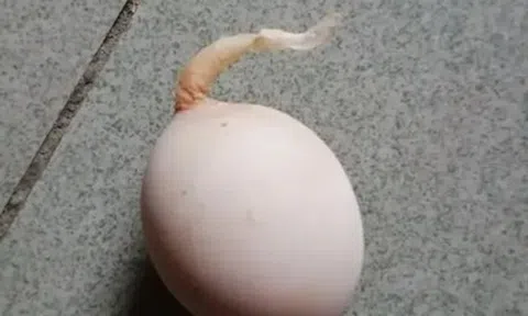 Quả trứng gà kỳ lạ mọc "đuôi" dài 5 cm