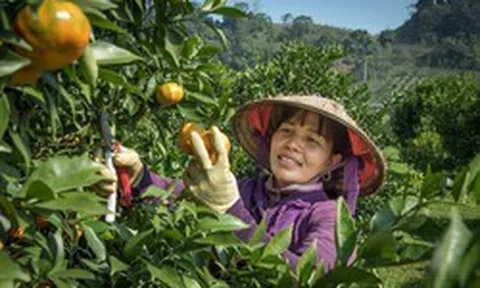 Việt Nam đứng thứ mấy trong bảng xếp hạng các nền kinh tế nông nghiệp lớn nhất thế giới?