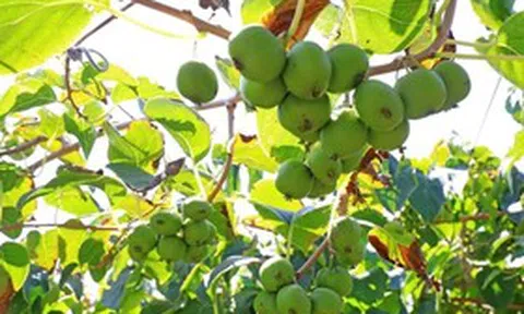 Ít ai ngờ loài cây mọc dại này lại có tiềm năng "khắc tinh" ung thư phổi