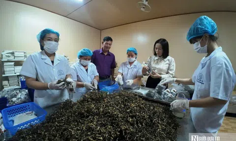 Từ những bịch phôi nấm đến chuỗi sản xuất hàng triệu bịch mỗi năm