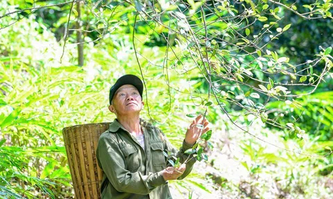 Trồng táo mèo trên núi đá, trao “cần câu” giúp người dân vùng cao thoát nghèo