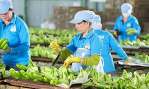 HAGL đã bán gần 15 triệu cổ phần tại HGI với giá thấp hơn 25% giá IPO