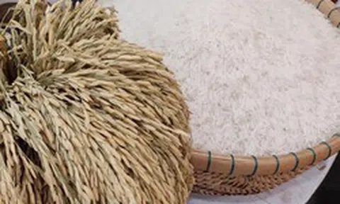 Giá xuất khẩu gạo tăng, nhưng đối thủ của Việt Nam, Thái Lan vẫn chưa thể vui mừng vì một lý do