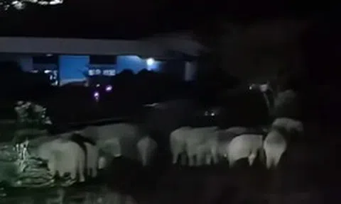 Nhìn ra vườn giữa đêm, cả làng sửng sốt trước cảnh tượng "đáng sợ"