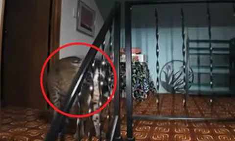 Đang ngồi trong nhà, người phụ nữ bỗng phát hiện cảnh tượng "nổi da gà"