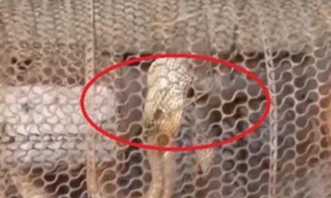 Đặt bẫy bắt chuột, sáng ra cả nhà "đứng hình" vì thứ đáng sợ bên trong