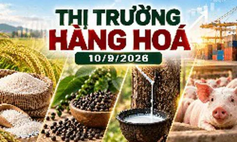 Thị trường hàng hóa ngày 10/9: Giá tiêu bật tăng mạnh, cao su bứt phá