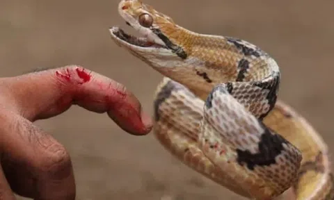 Đang ngủ cùng mẹ, 2 bé gái bị rắn cắn tử vong