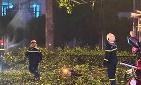 TPHCM: Nhánh cây lớn rơi trúng xe máy, hai vợ chồng thương vong
