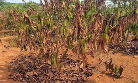 El Nino đạt cường độ rất mạnh, nguy cơ hạn hán ở khu vực phía Nam rất cao