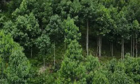 Loại cây gỗ quý giúp Việt Nam vượt Trung Quốc trở thành ông trùm thế giới: Từ vỏ đến lá đều hái ra tiền, Mỹ liên tục lùng mua