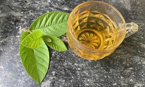 Lời khuyên dành cho tất cả những người uống nước lá ổi