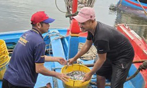 Trúng đậm cá cơm trái vụ, ngư dân Quảng Ngãi 'bỏ túi' bạc triệu mỗi ngày