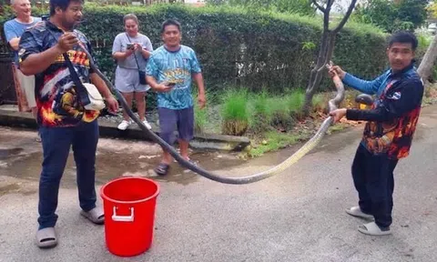 Rắn hổ mang chúa dài 5 mét bò vào nhà dân giữa lúc trời mưa