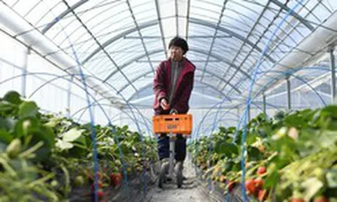 Loại quả bán đầy chợ Việt được Nhật Bản phù phép thành 'kim cương': giá hơn 8 triệu đồng/quả, chuyên quà biếu tặng, mất tới 13 năm để tạo ra