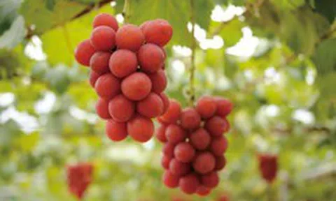 Người Nhật 'hô biến' loại quả bán đầy chợ Việt thành 'hàng xa xỉ', giá 180 triệu đồng/chùm: Cân nặng, độ đường đều phải đạt chuẩn từng li từng tí
