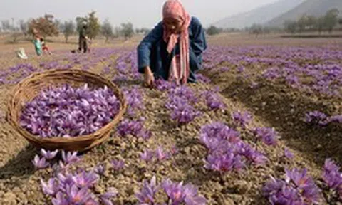 Việt Nam từng trồng thành công 'vàng đỏ' đắt nhất thế giới: là 'kho' chất chống oxy hóa, giá lên tới 500 triệu đồng/kg
