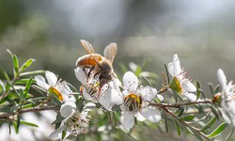 Đặc sản đắt như vàng được giới thượng lưu săn đón, Việt Nam cũng có loại bản địa đỉnh chẳng kém cạnh
