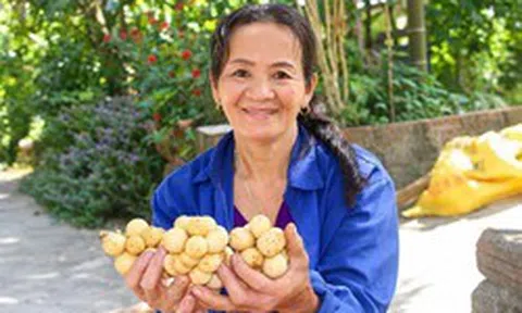 Đặc sản tiến vua vào mùa thu hoạch, nông dân xứ Tiên bỏ túi bạc triệu
