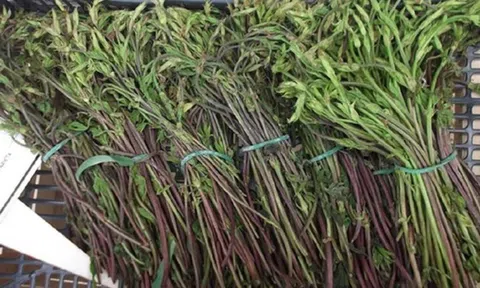 Loại rau dại xưa không ai ngó, nay thành đặc sản đắt đỏ bậc nhất thế giới, 39 triệu đồng/kg