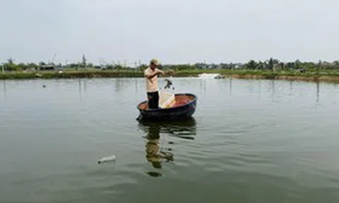 Bỏ nuôi tôm thẻ, nông dân thử nuôi cá “đặc sản”, kỳ vọng lãi 450 triệu đồng/ha