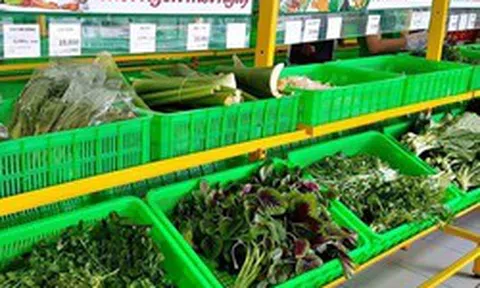Một “đại gia” tuyển người cùng bán rau, thu nhập có thể lên đến 30 triệu đồng